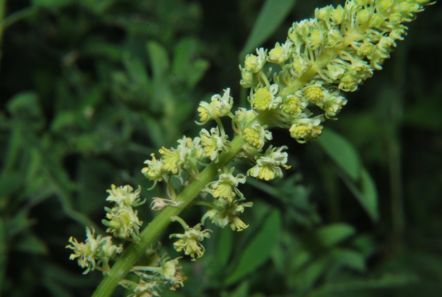 Reseda lutea / Reseda comune